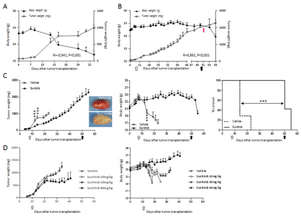 RXF393-induced cachexia is prevented by sunitinib treatment independently from tumor inhibition.