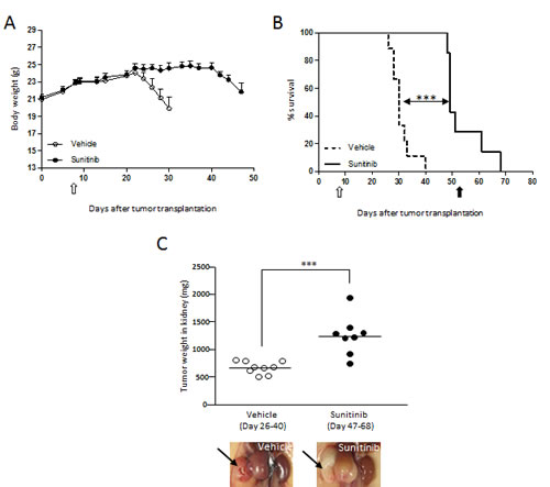 Cachexia is prevented by sunitinib treatment in the RXF393 orthotopic model.