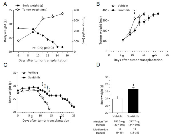 Sunitinib prevents C26-induced cachexia.