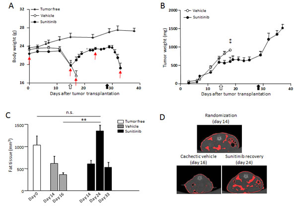 Sunitinib reverses RXF393-induced cachexia.