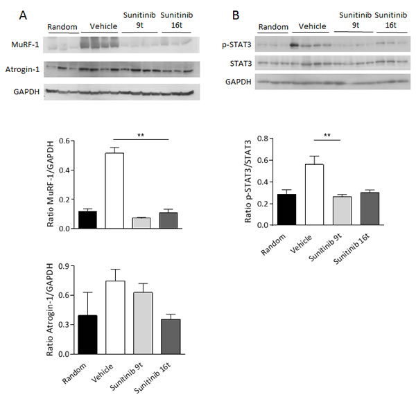 Skeletal muscle wasting is prevented by sunitinib through inhibition of MuRF-1 and p-STAT3.