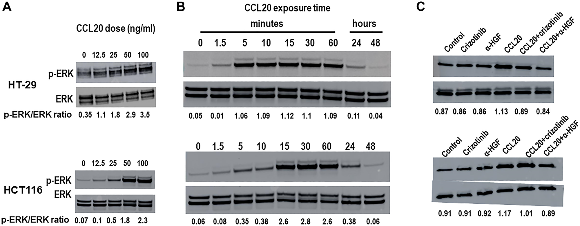 CCL20 induces HGF-dependent ERK phosphorylation in colorectal cancer cells.