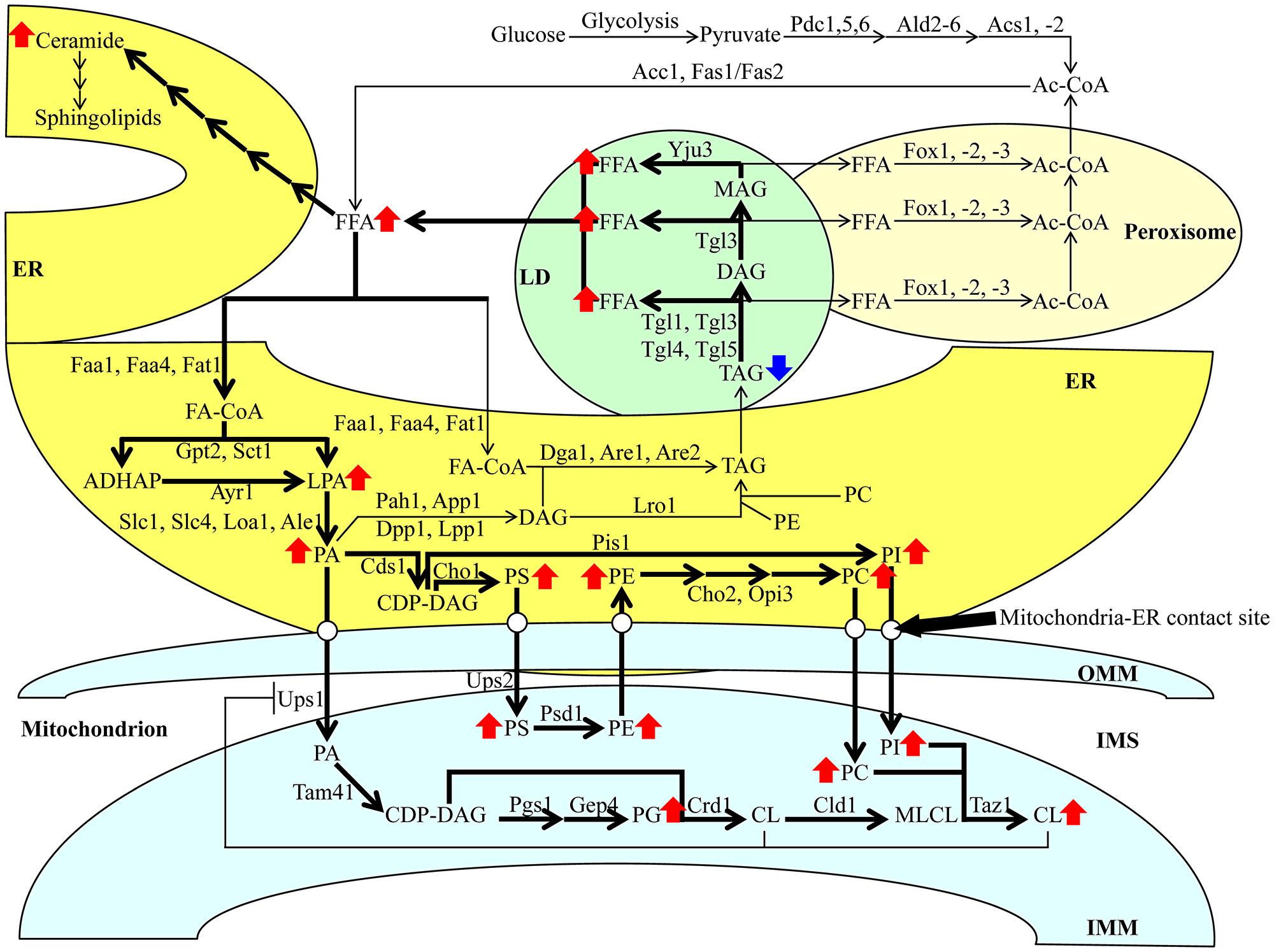A model for a CR-dependent remodeling of lipid metabolism and transport in HD and LD cells.