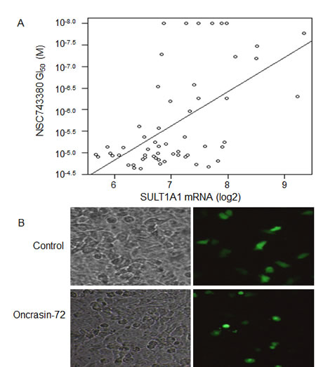 Correlations between SULT1A1 expression and NSC-743380&#x2019;s anticancer activity.