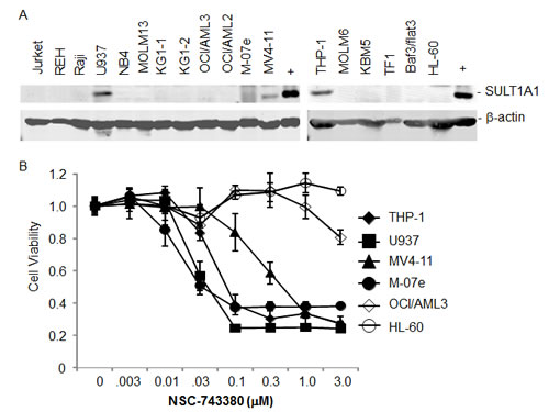 SULT1A1 expression predicts NSC743380-sensitivity in leukemia cell lines.