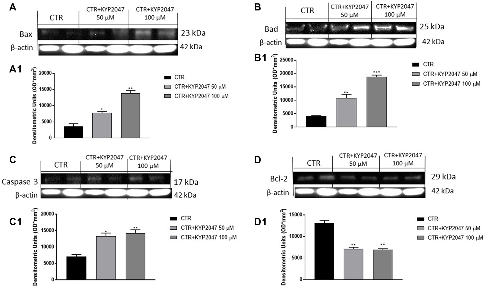 Effect of KYP-2047 on Bax, Bad, Caspase3 and Bcl-2 expression in CAL27 cells.