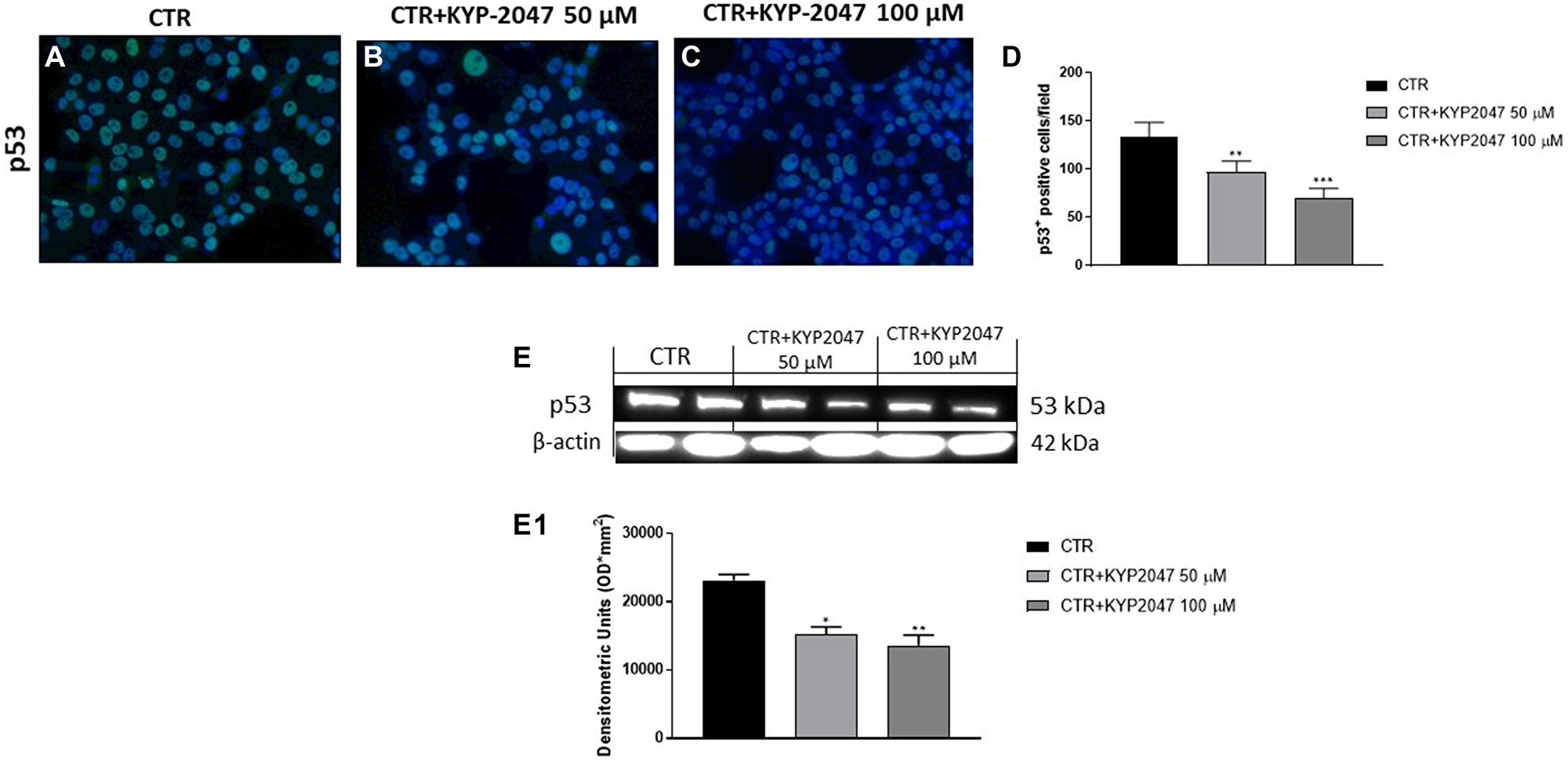 Effect of KYP-2047 on p53 expression in CAL27 cells.