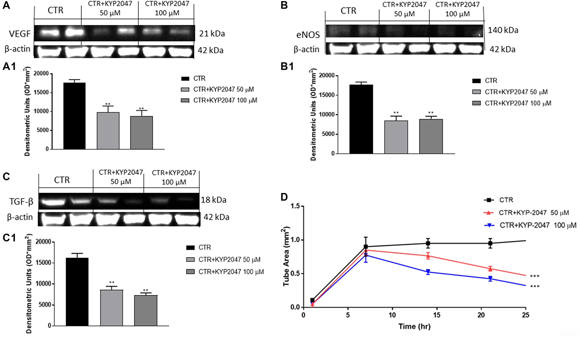 Effect of KYP-2047 on VEGF, eNOS and TGFβ expression in CAL27 cells.