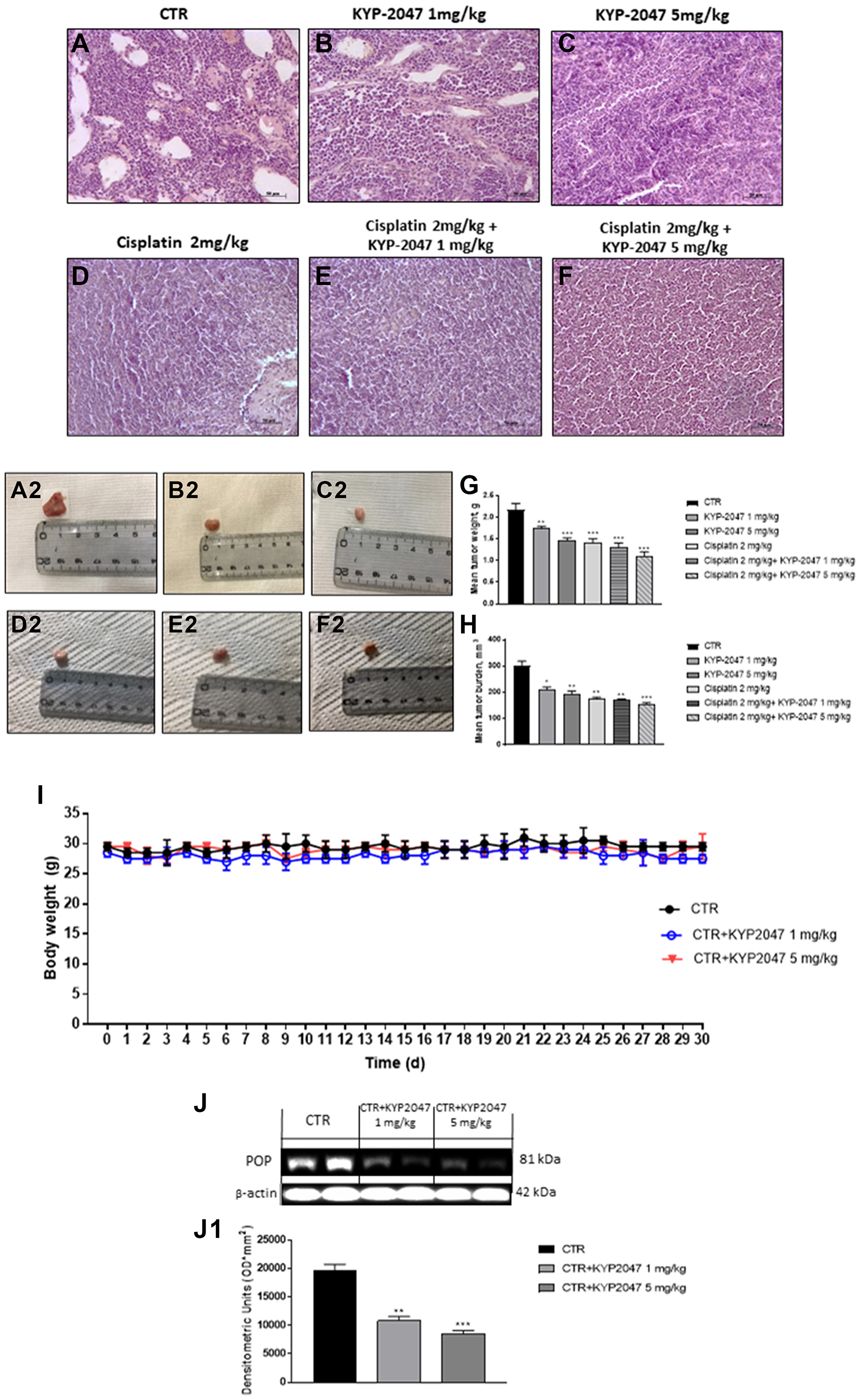 Effect of KYP-2047 on tumor growth.