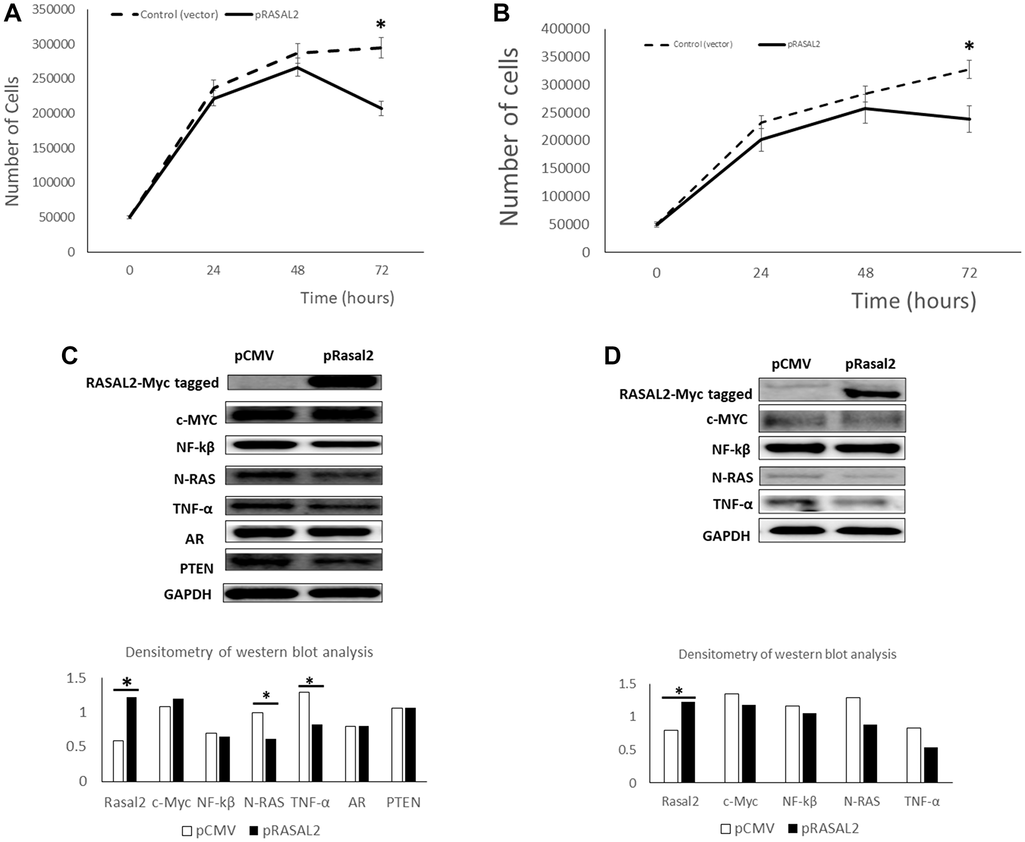 Transient transfection of RASAL2 in LNCaP and PC3 prostate cancer cells.