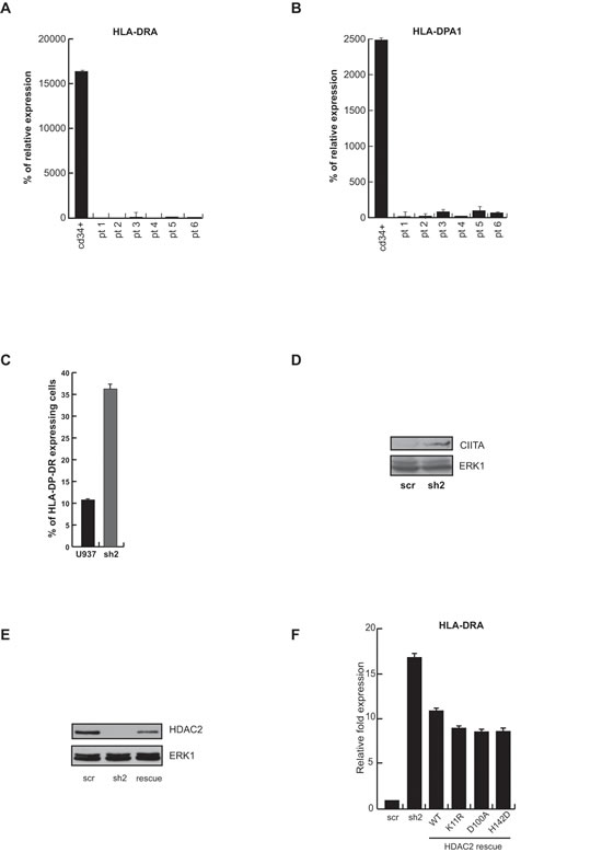 HDAC2 transcriptional impact on