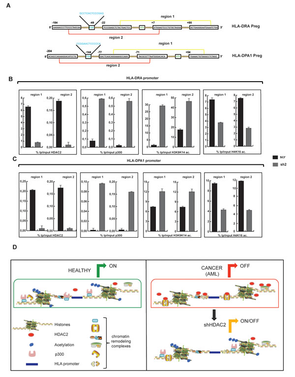 Promoter regions of