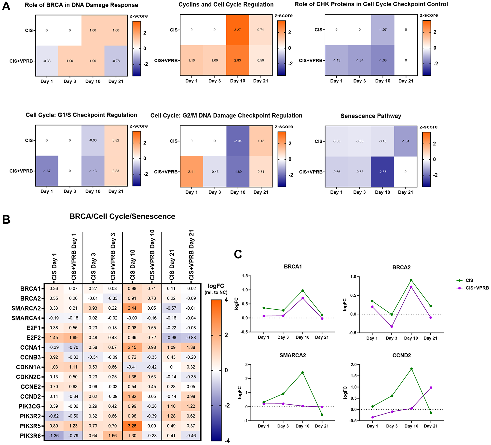 Cell cycle and DNA repair pathways in Calu6-FP6 models treated with cisplatin and veliparib.