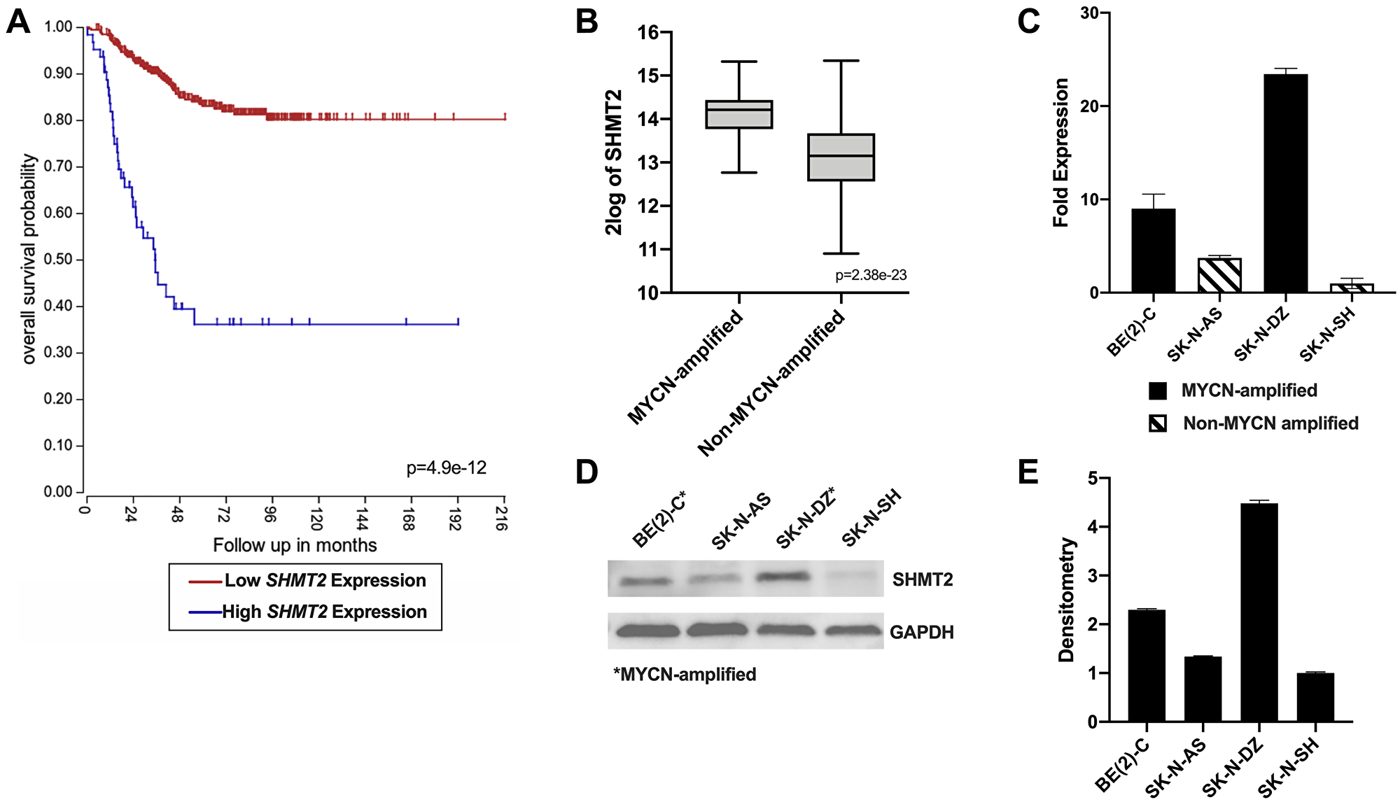 SHMT2 gene expression is associated with decreased survival and MYCN amplification in neuroblastoma patients.