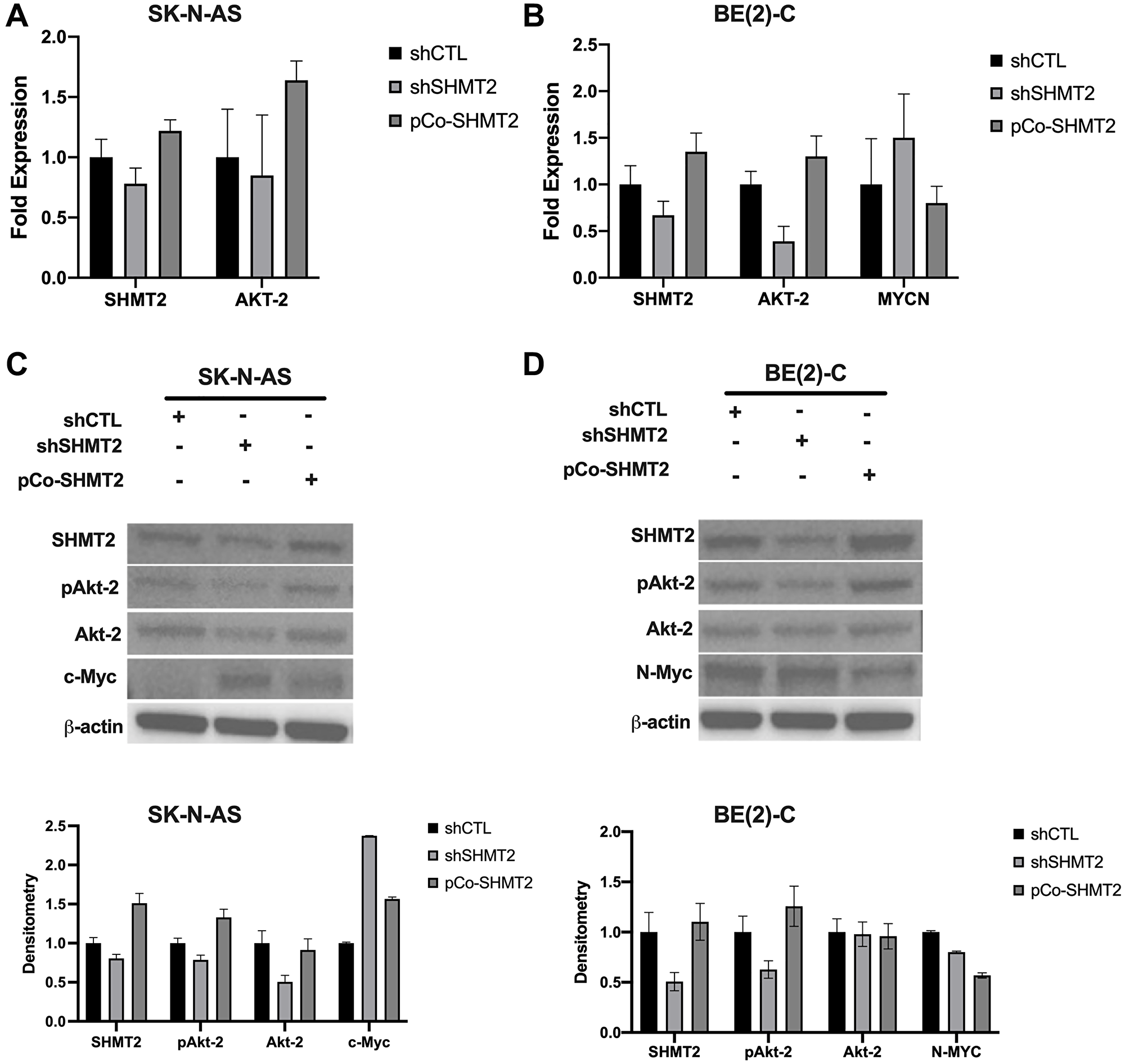 SHMT2 regulates N-MYC via decreased activation of Akt-2.