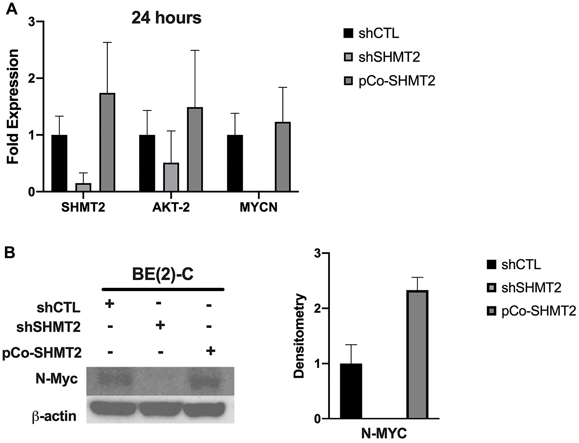 SHMT2 silencing inhibits MYCN mRNA and N-Myc protein expression at 24-hours.