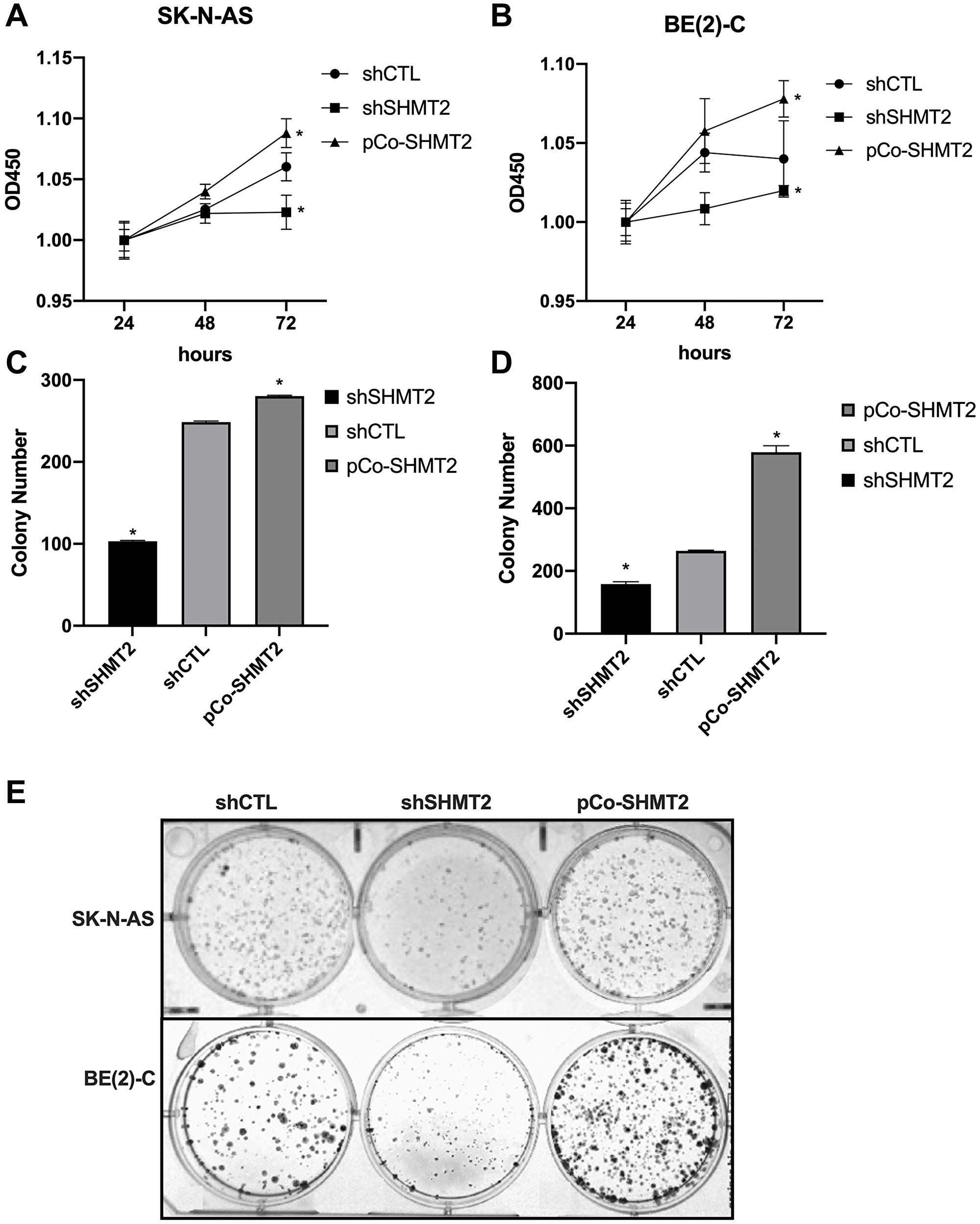 SHMT2 increases cellular proliferation and colony formation in vitro.
