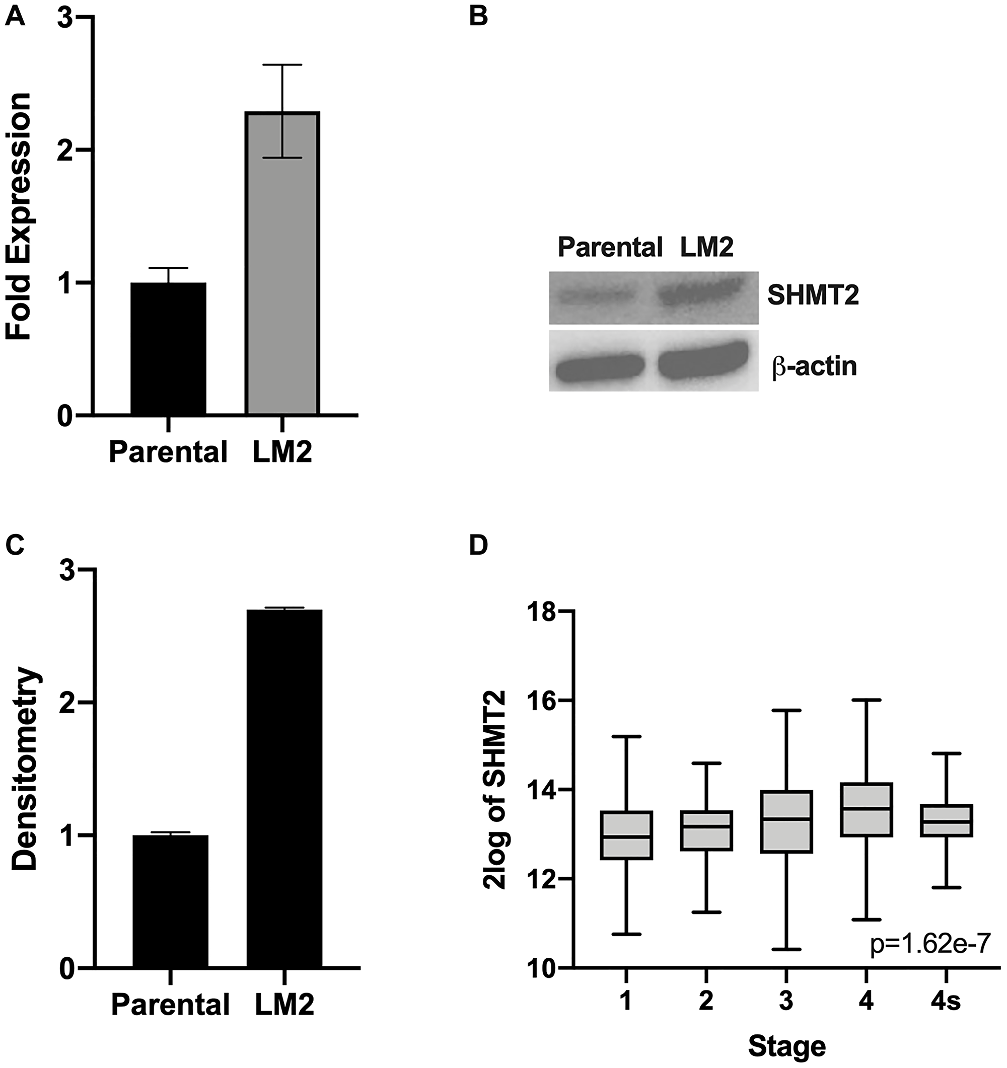 SHMT2 expression is increased in metastatic NB cells.
