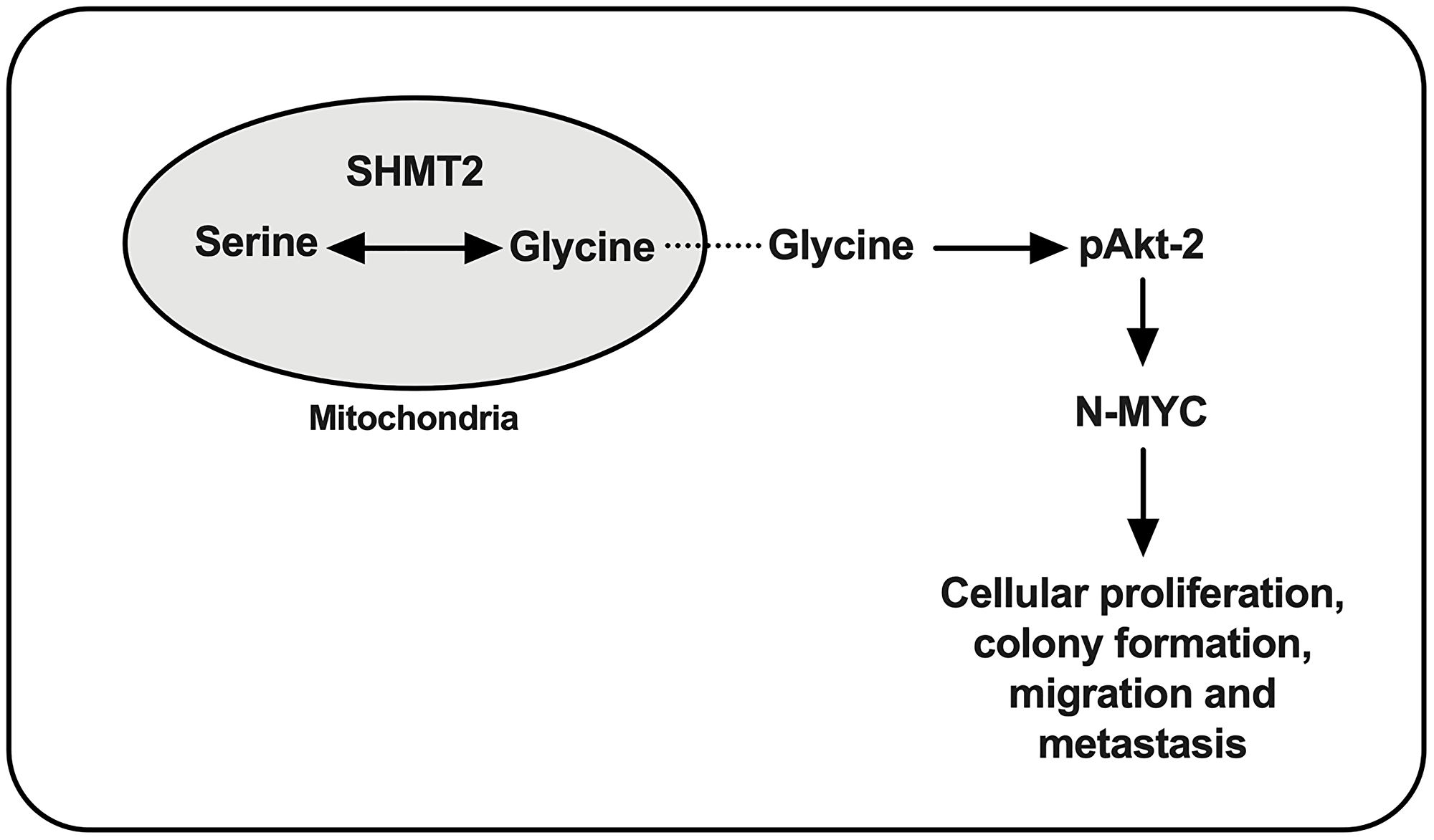 Proposed cellular pathway of SHMT2 in NB tumorigenesis.