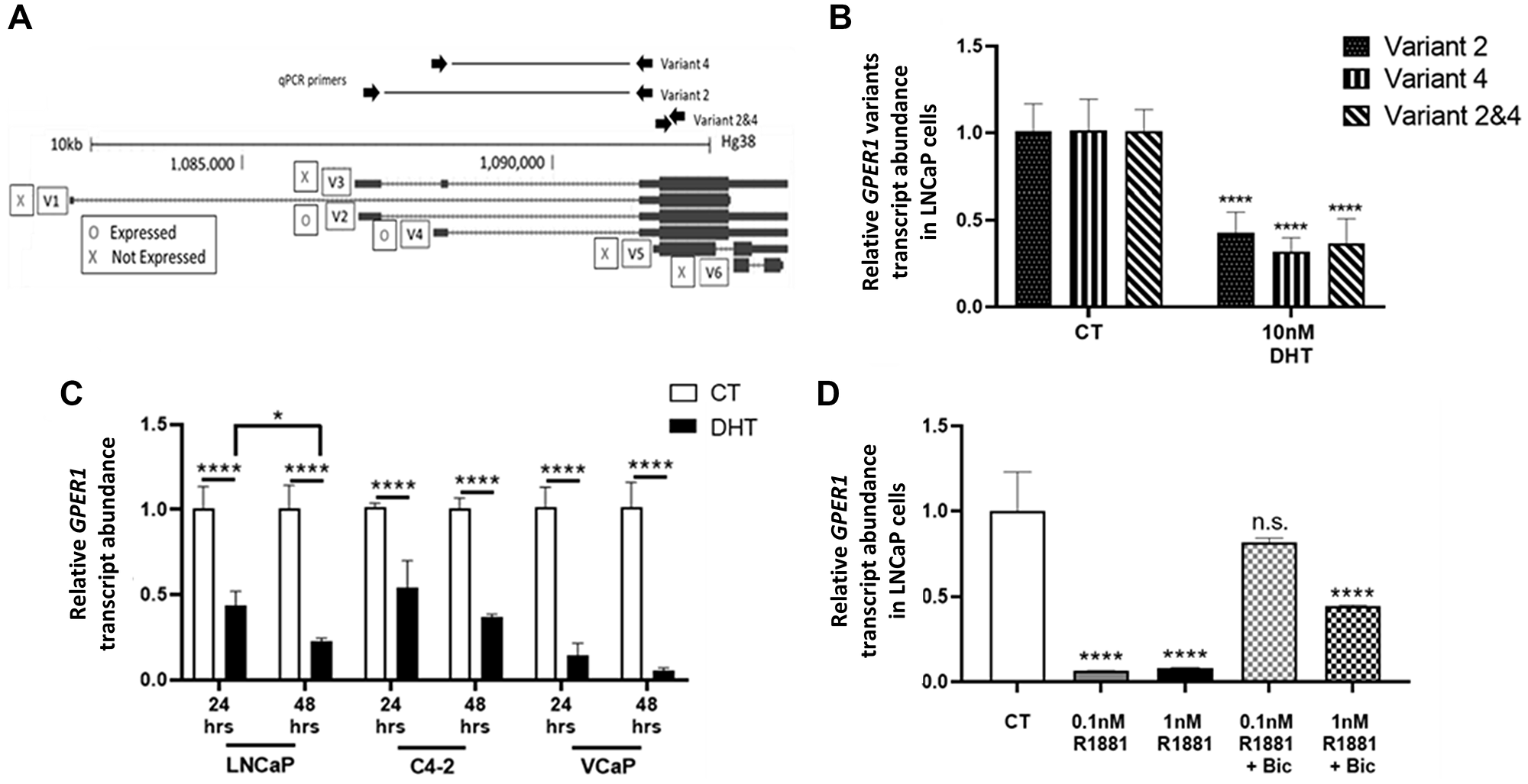 Androgen treatment represses GPER1 mRNA in AR positive PCa cell lines.