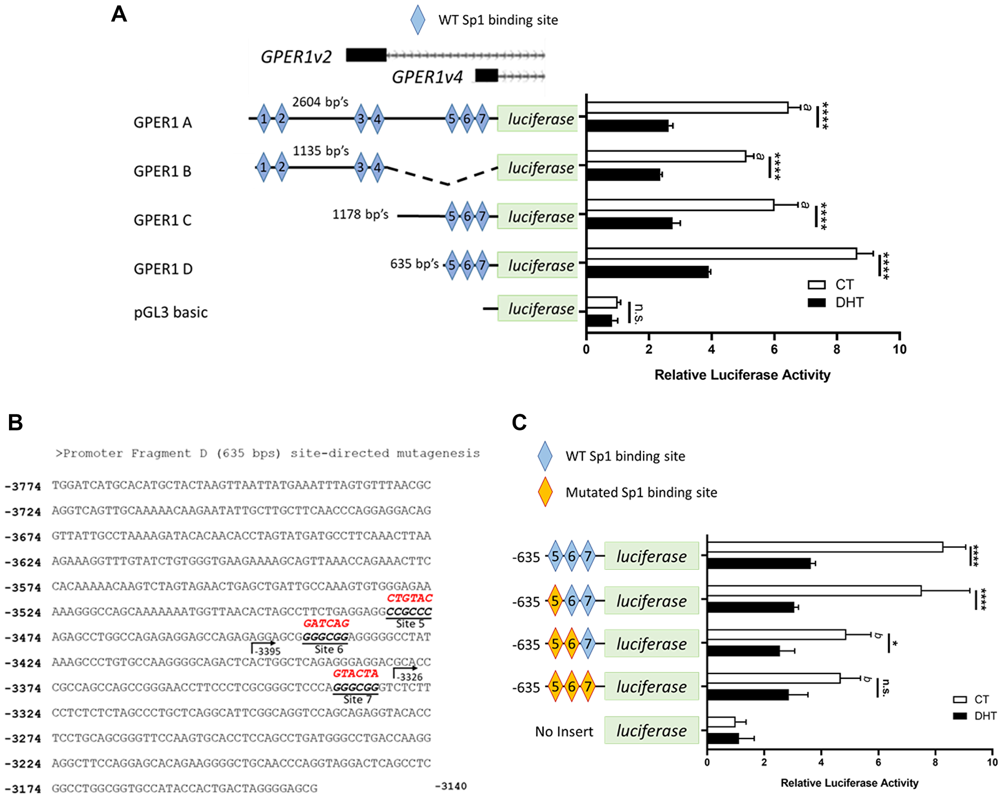 GPER1v2 and GPER1v4 promoters are repressed by androgens and deletion of predicated Sp1/Sp3 consensus sequences reduces basal expression in the GPER1v4 promoter.