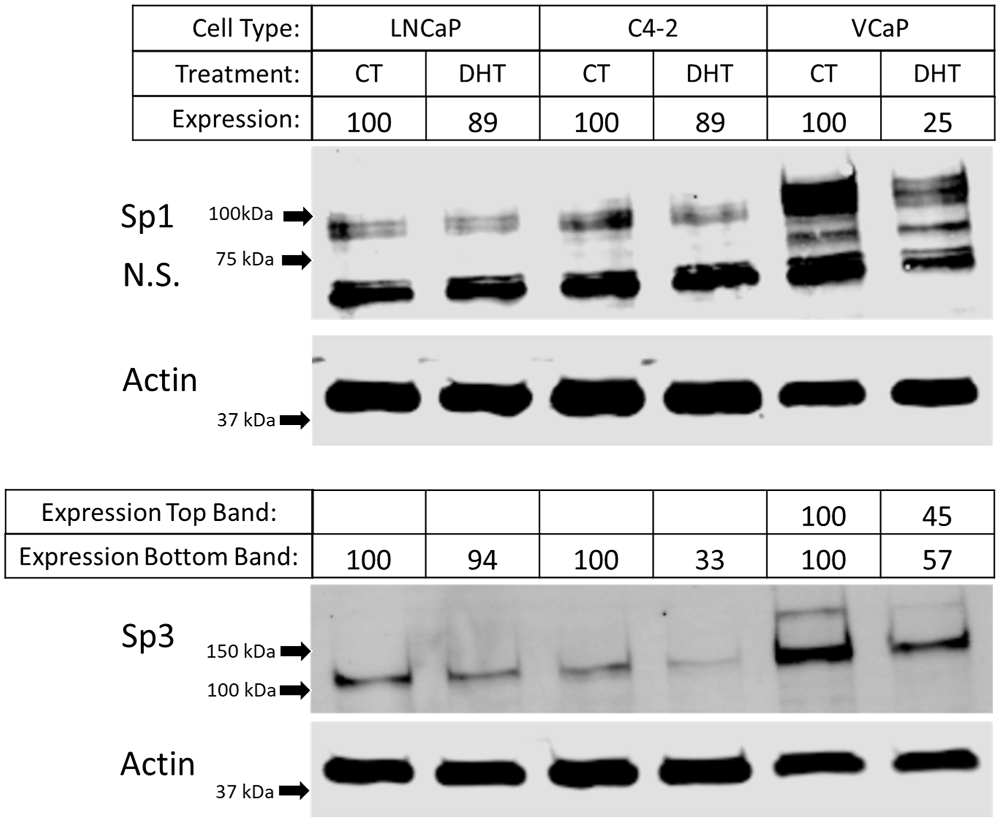 Differential protein expression of Sp1 and Sp3 after androgen treatment in different prostate cancer cell lines.
