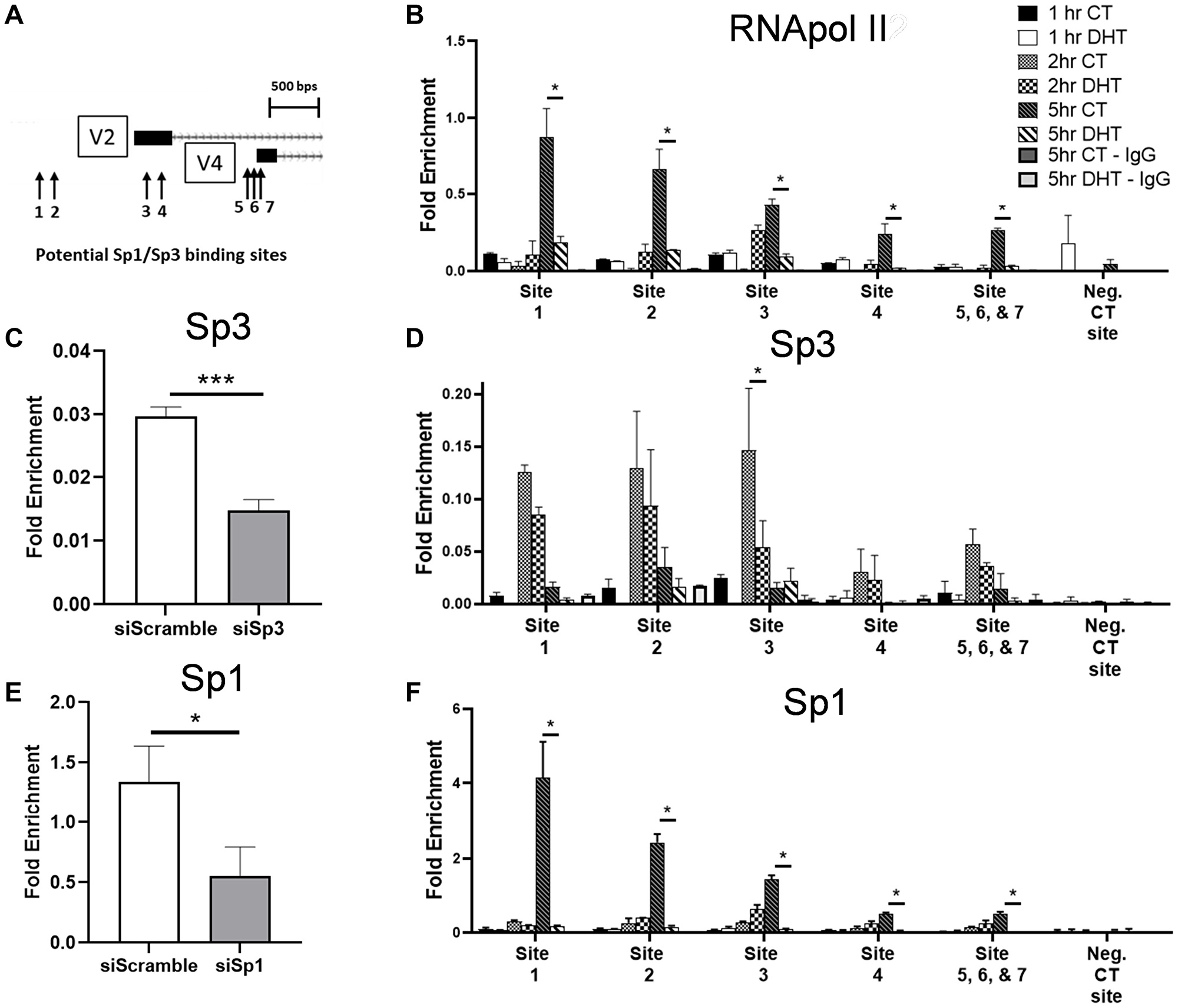 DHT treatment reduces Sp1, Sp3 and RNA pol II binding at the promoter of GPER1 following addition of complete media after low serum.