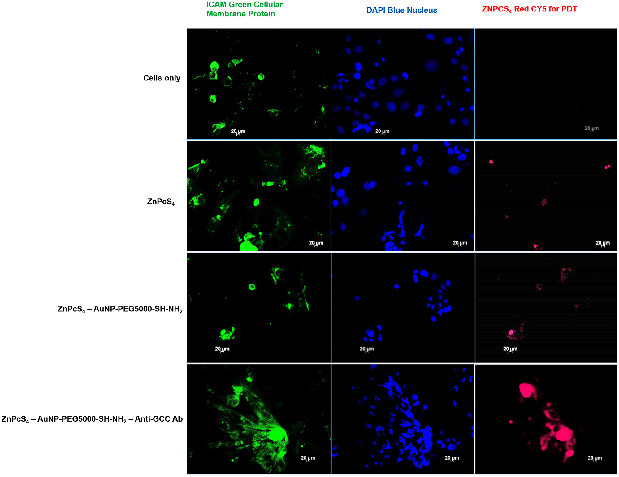 Subcellular localization comparison of ZnPcS4 PS uptake in CaCo-2 cells, treated with ZnPcS4 PS alone, PS-AuNP and FNBC after 24 h of incubation.
