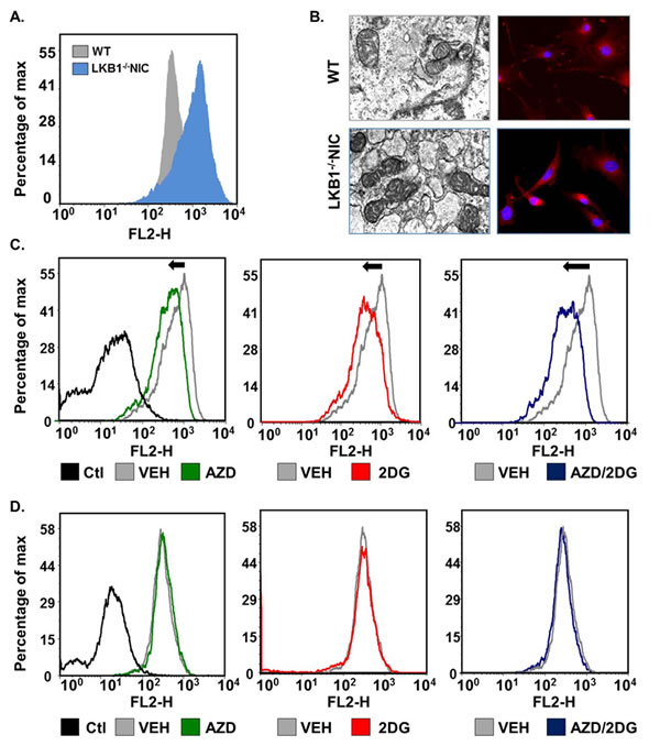 Primary mammary tumor cells undergo metabolic shifts in response to treatments.