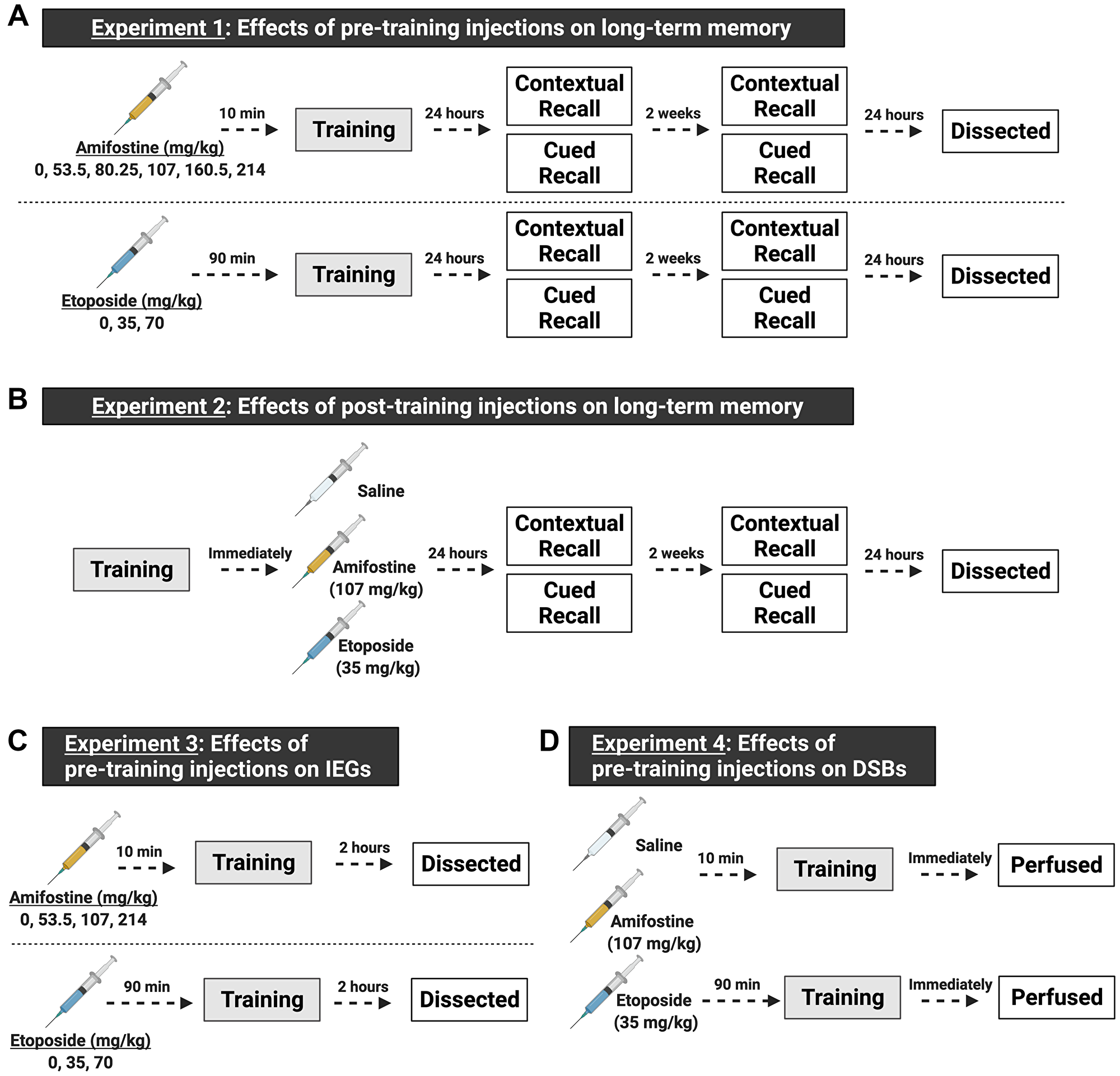 Schematic of the experimental design, made with https://biorender.com.