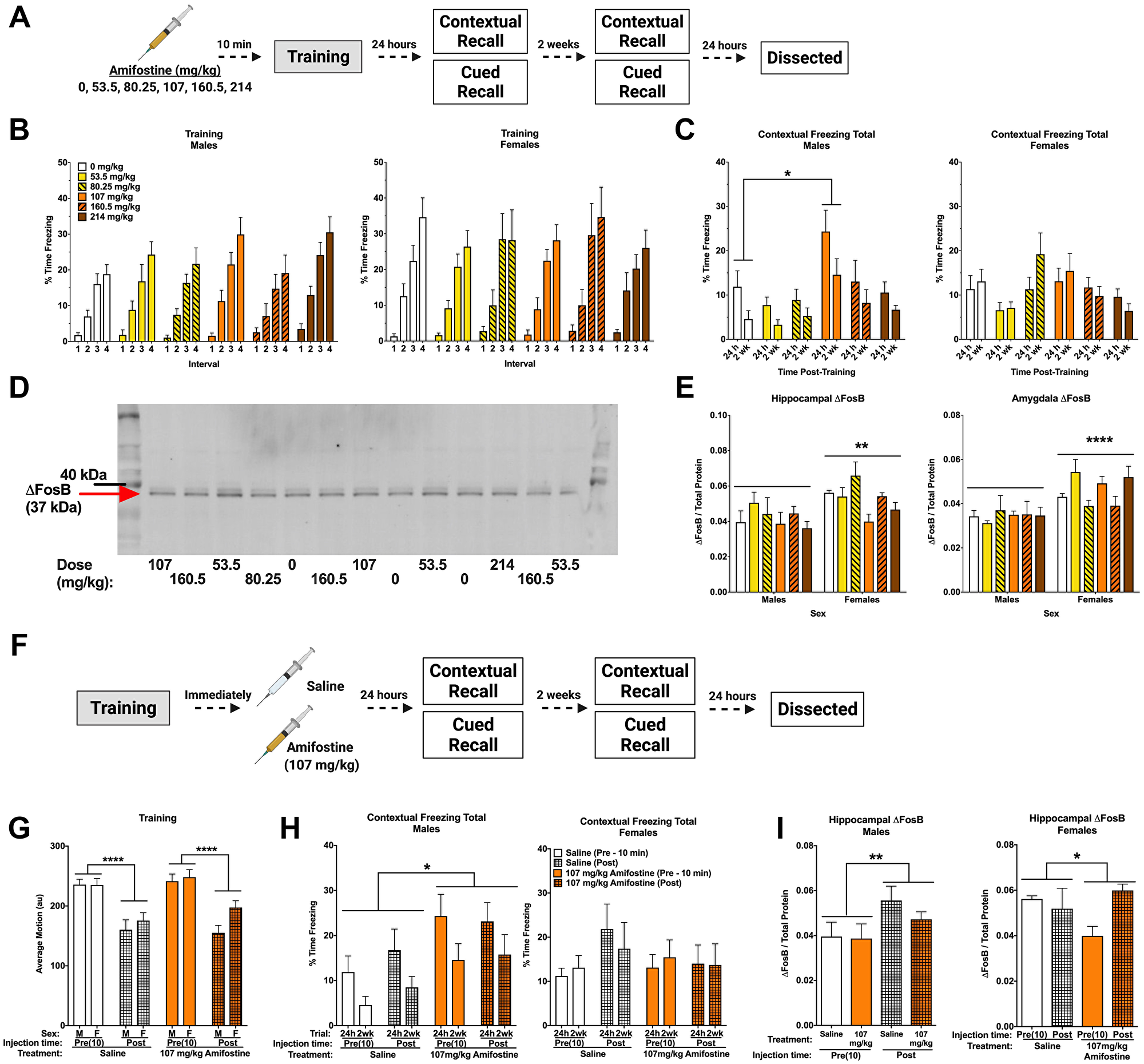 Pre- and post-training injections of amifostine lead to long-term increases in contextual freezing in males.