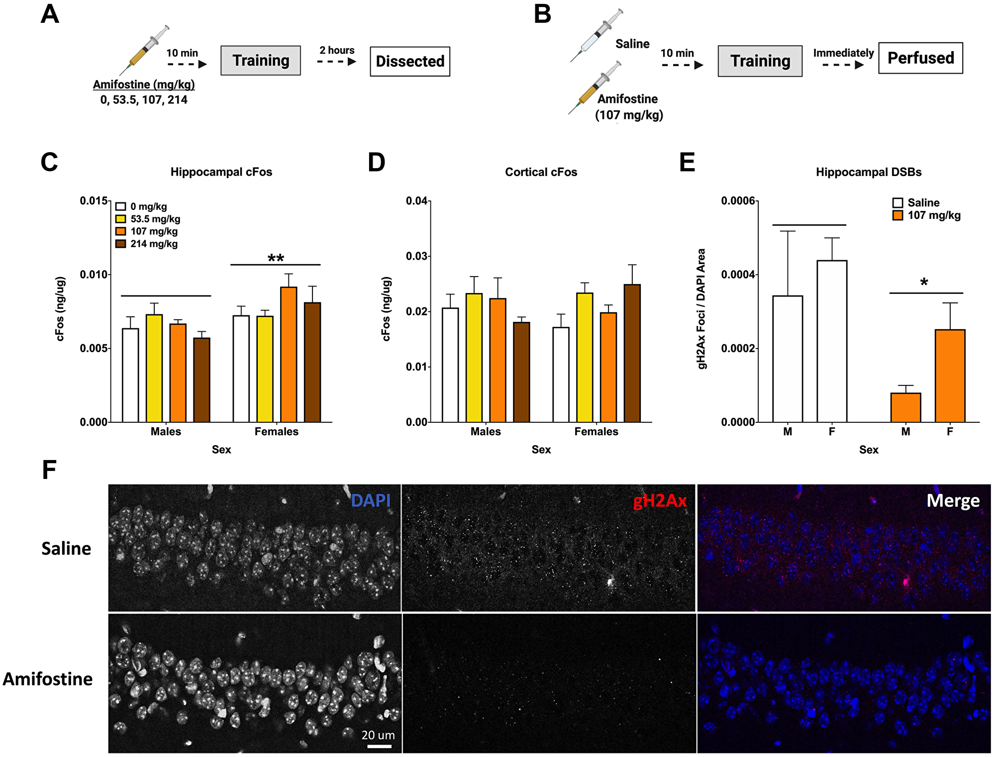 Amifostine decreases hippocampal DSBs but not cFos.