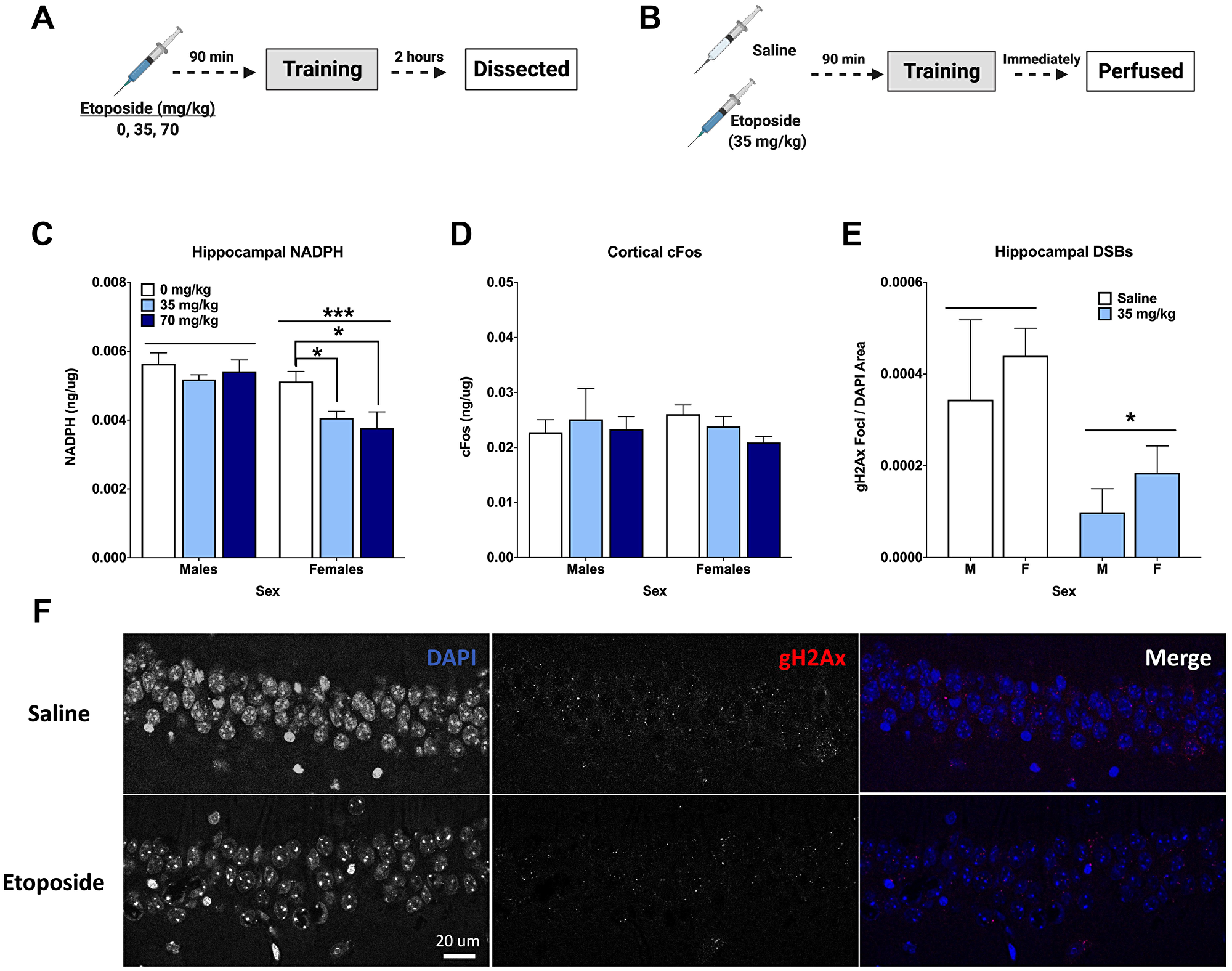 Etoposide decreases hippocampal γH2Ax, hippocampal NADPH, and cortical cFos in a sex-dependent manner.