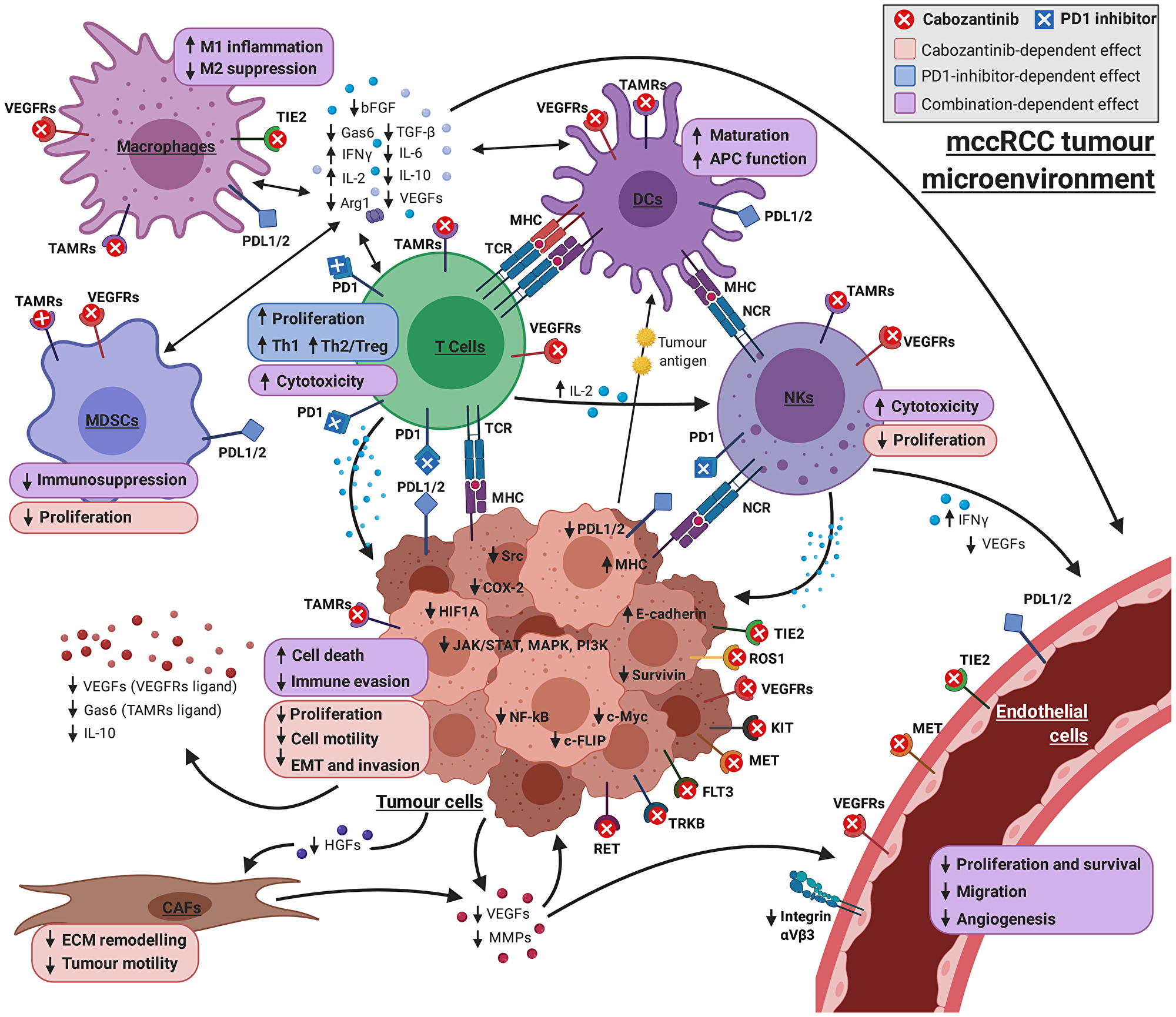 Graphical overview of the mechanism of cabozantinib + PD1 inhibitor on the complex interplay between the cell types involved in mRCC pathogenesis.
