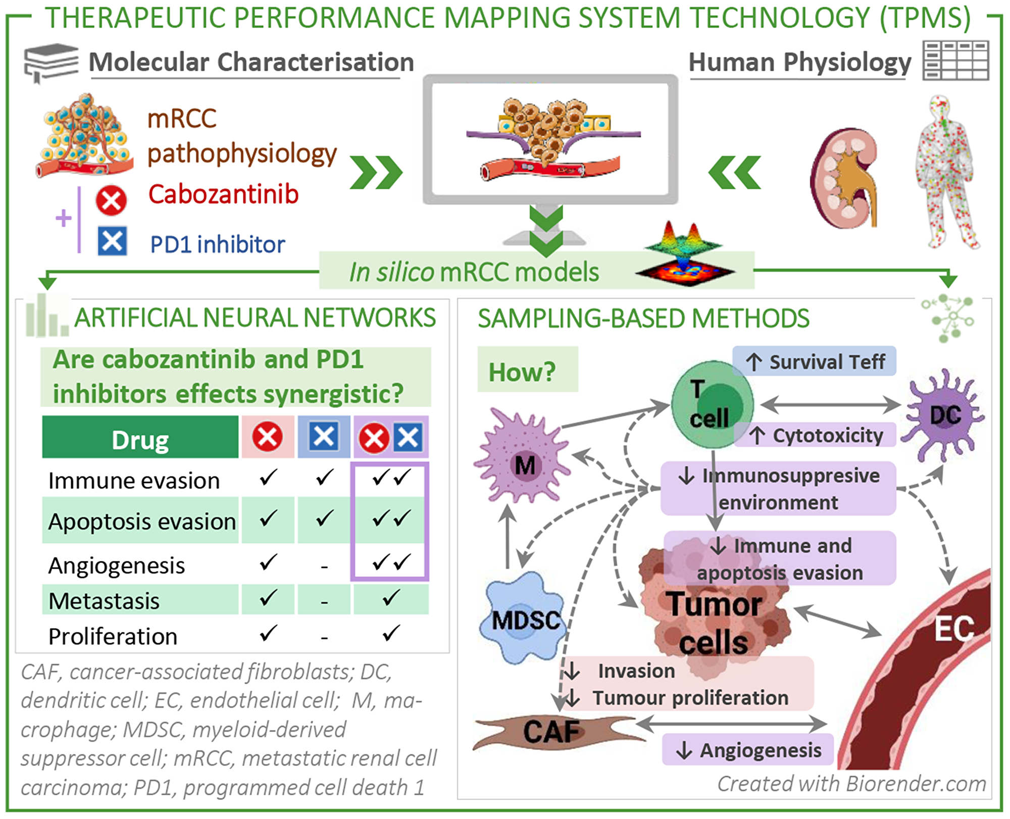 Study overview: We applied systems biology-based machine learning methods to the mRCC environment to find a molecular explanation to the observed synergistic antitumour effect of the combination treatment comprising cabozantinib plus a PD1 inhibitor.