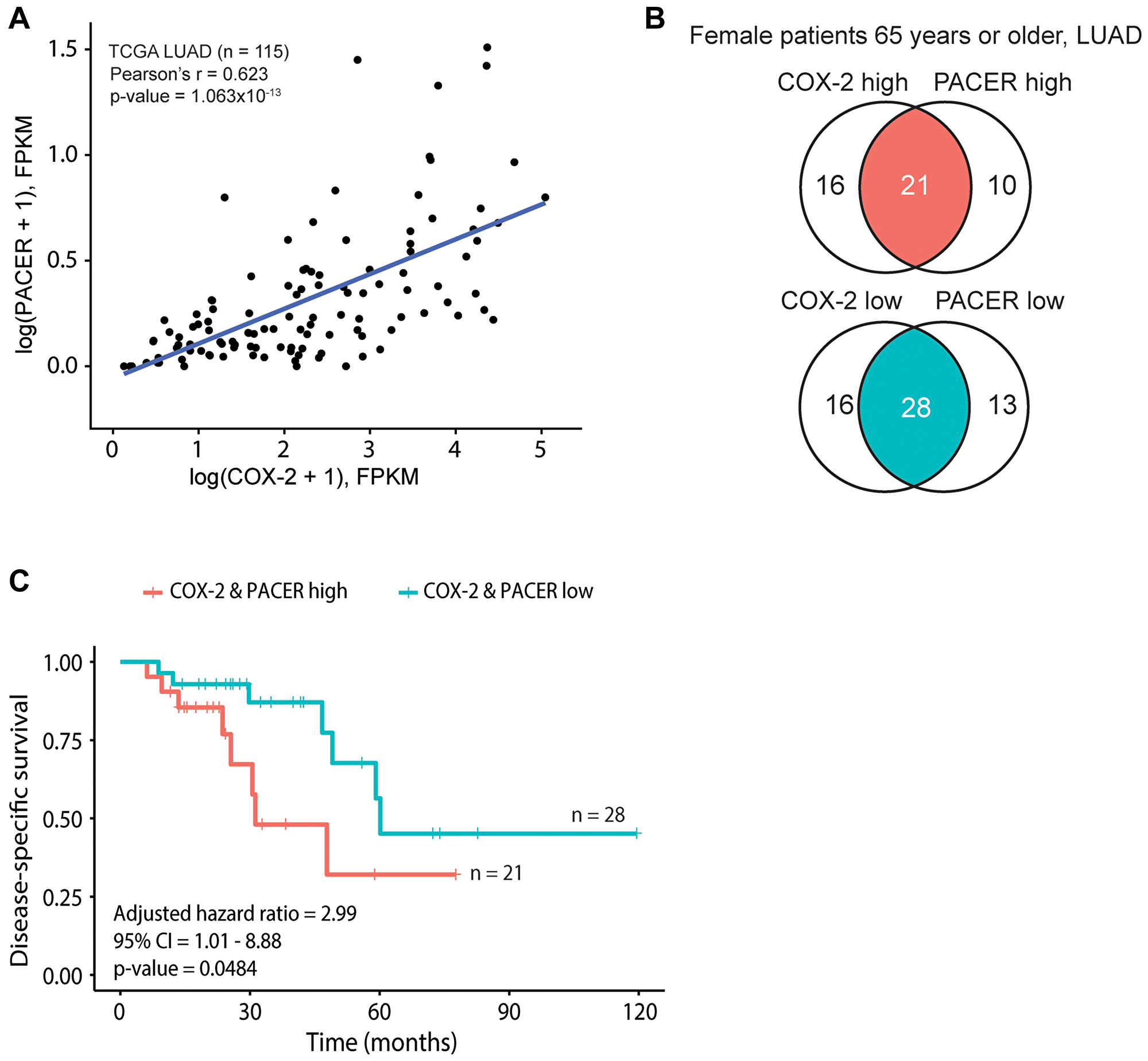 COX-2 and PACER coordinate expression contribute to significant survival differences in a subset of older female patients with lung adenocarcinoma (LUAD).