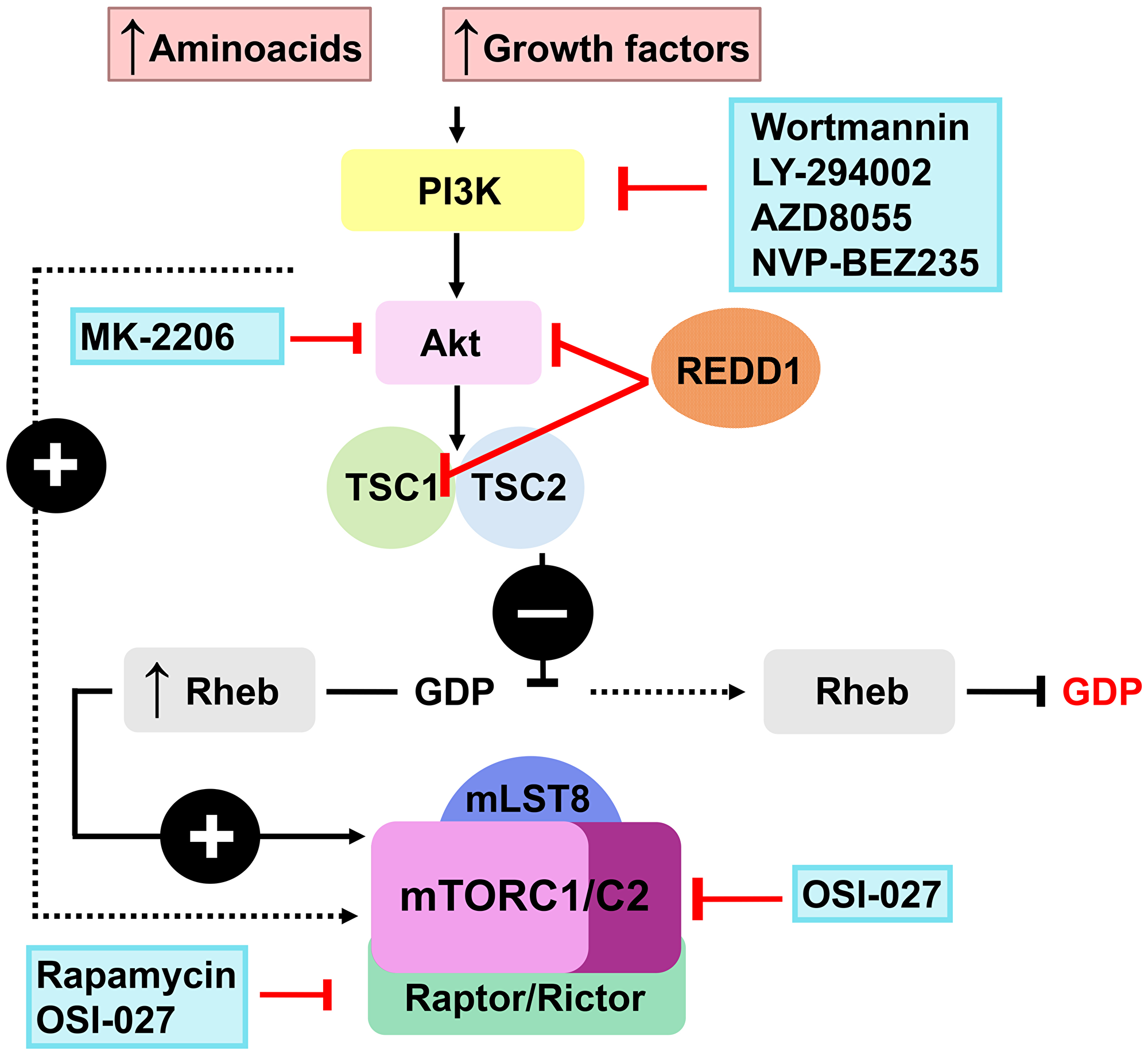 Putative REDD1 inhibitors from the PI3K/Akt/mTOR modulators class.