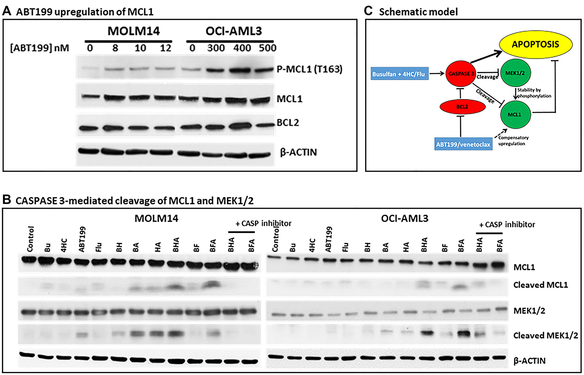 Effect of drugs, alone or in combination, on MCL1 and MEK1/2 cleavage.