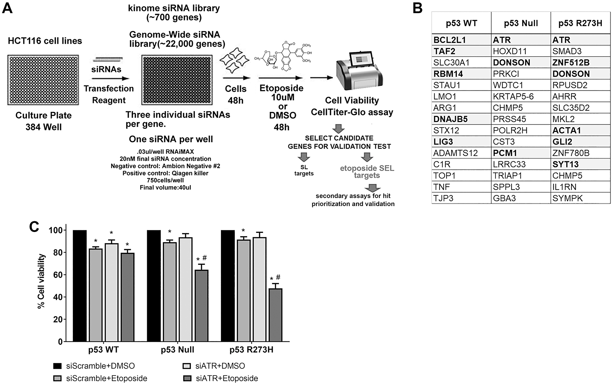 Identification of ATR as an etoposide SEL target in p53 nonfunctional cellular background.