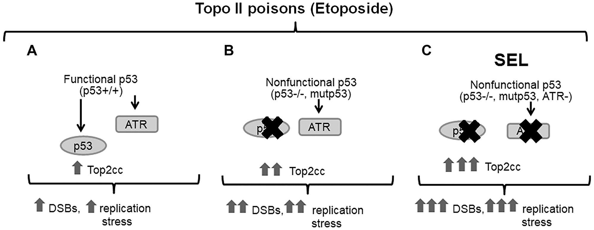 The synthetic lethal interaction between ATR and the p53 pathway in cells exposed to topoisomerase II inhibitor etoposide.