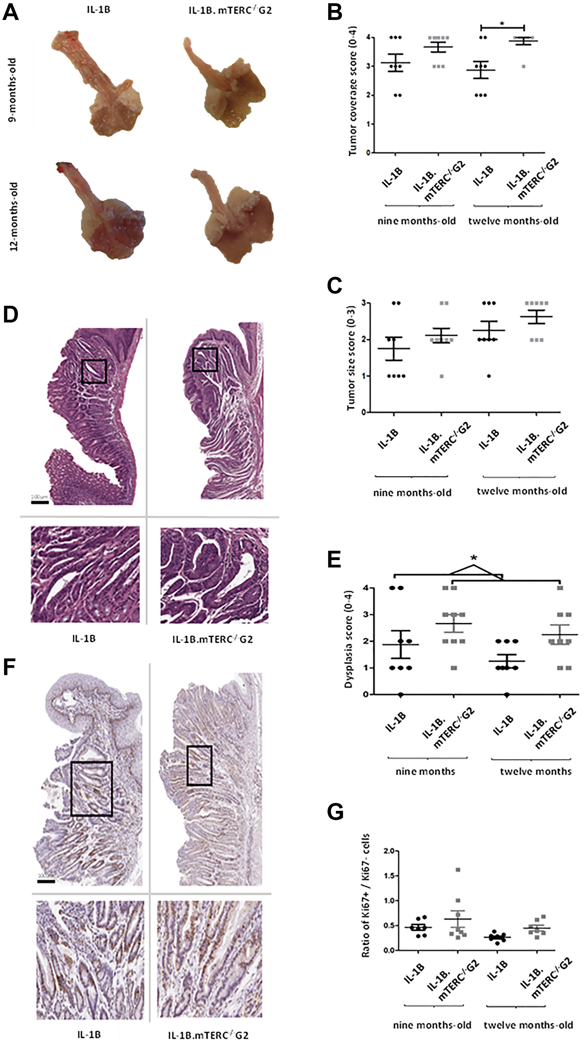 Macroscopic and microscopic comparison of murine tumors.