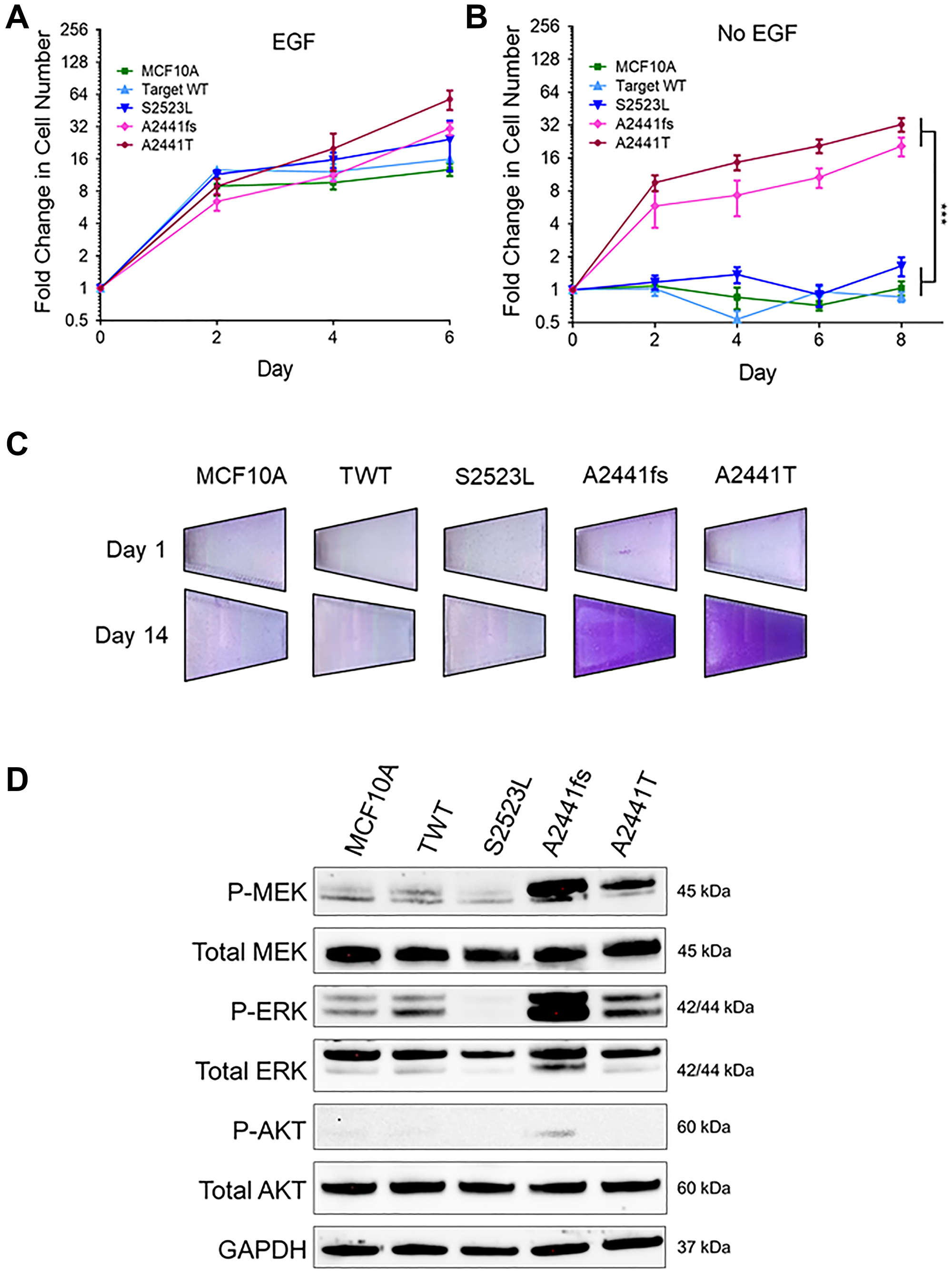 Some NOTCH1 PEST domain variants lead to growth-factor independent proliferation.