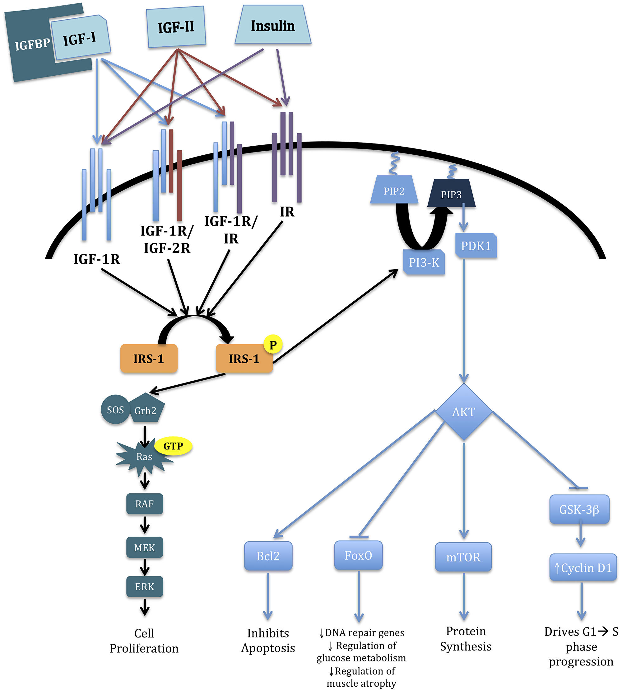 IGF cascade.