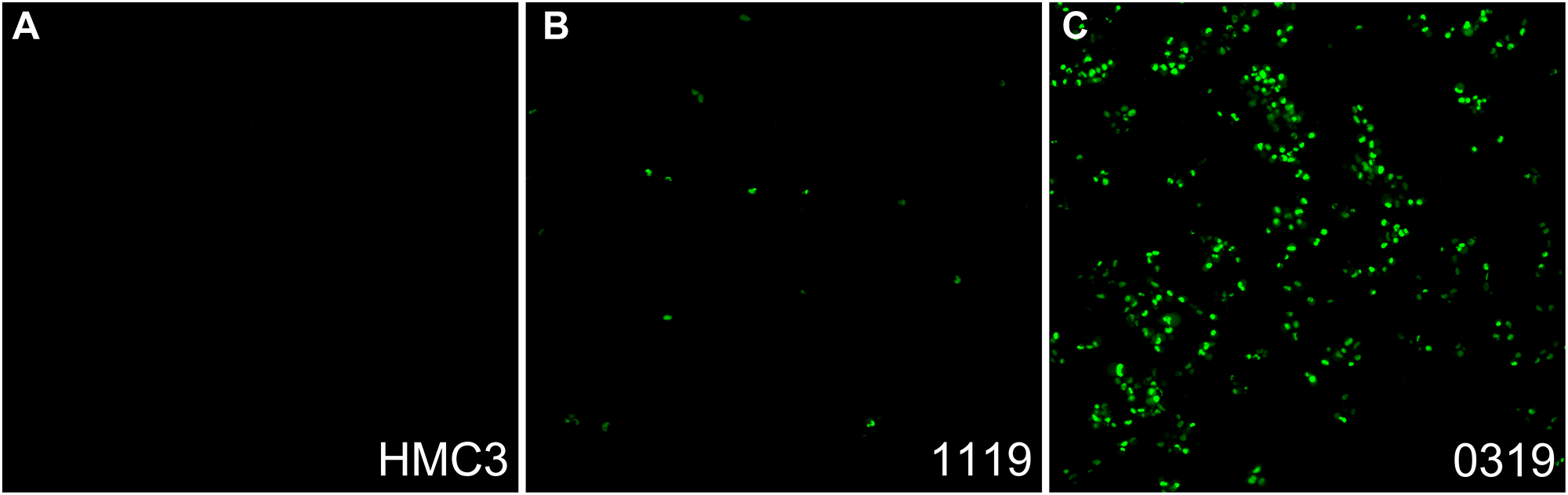 Caspase activity of glioma cells in ECM-SF spiked media.