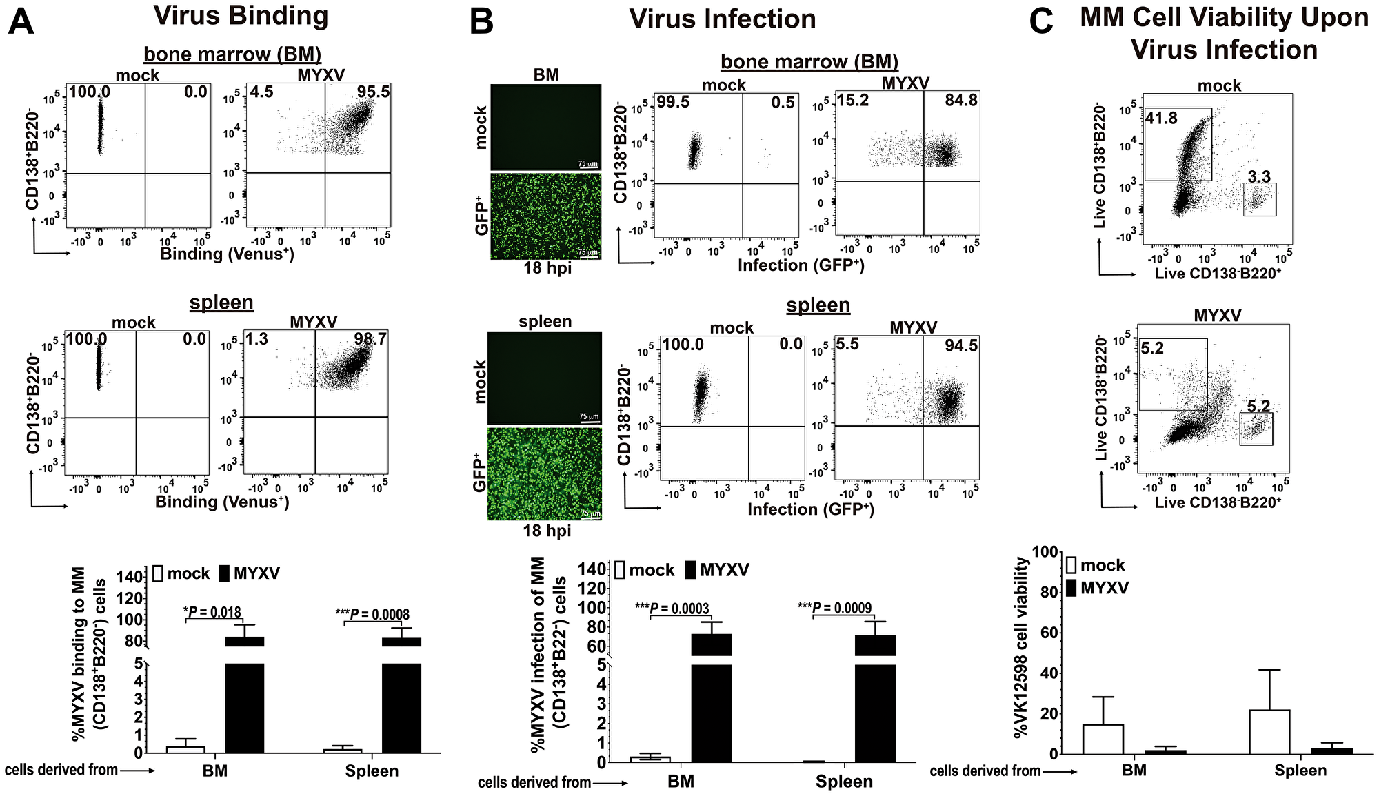 Murine BOR-resistant Vk12598 myeloma cells are susceptible to MYXV binding and infection in vitro.