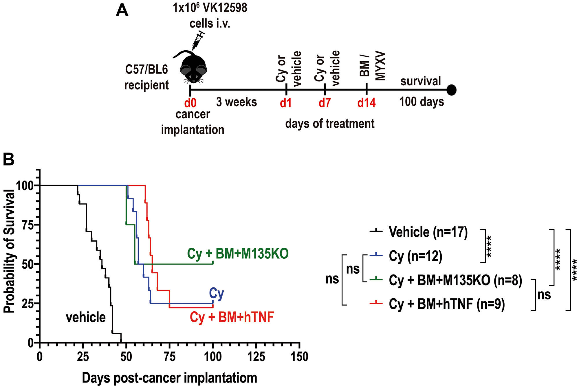 Combination therapy with cyclophosphamide (Cy) and autologous bone marrow (BM) pre-loaded with MYXV delay the onset of MM.