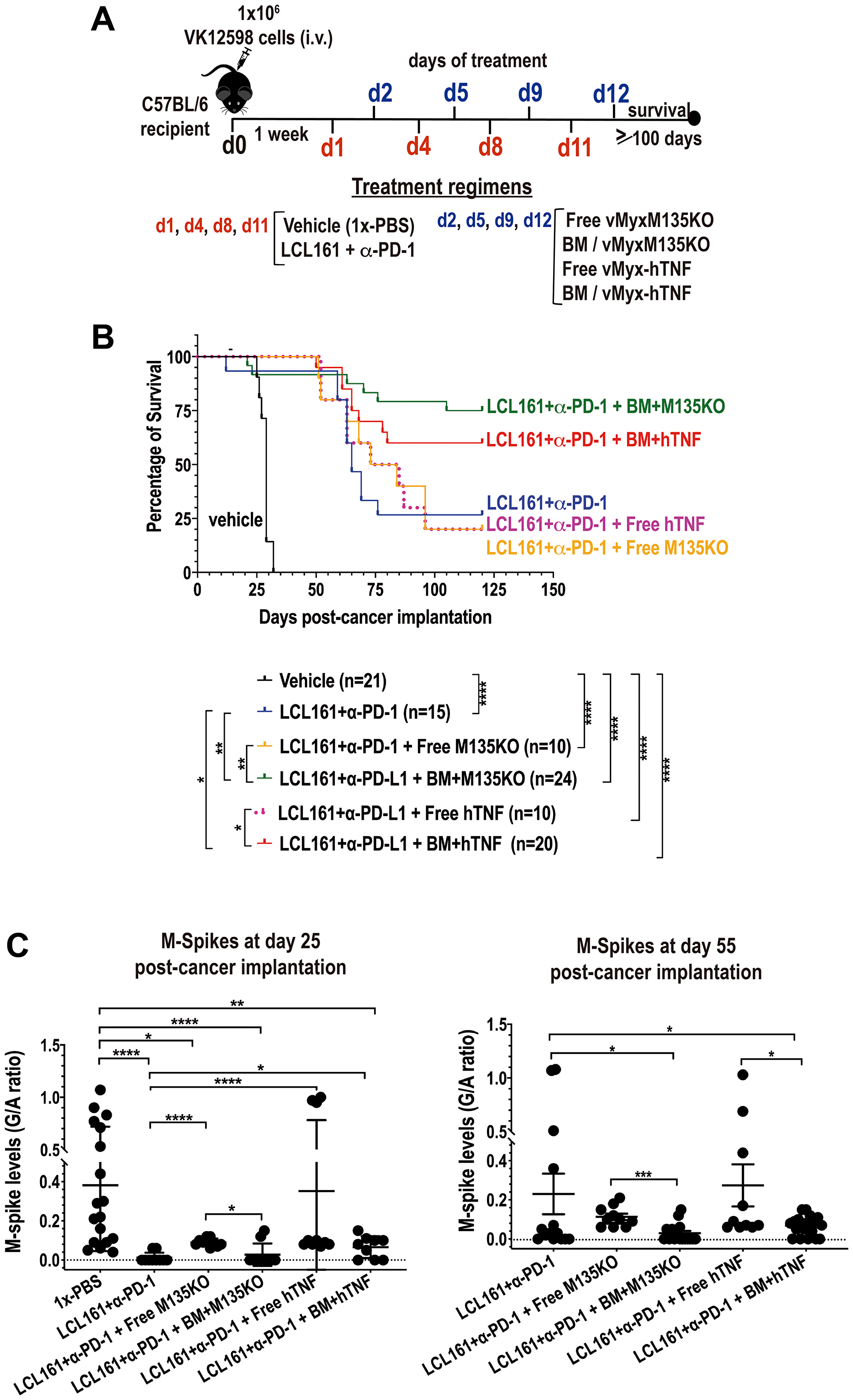 Autologous BM ex vivo preloaded with either un-armed MYXV, or with hTNF transgene armed MYXV synergizes with LCL161 + α-PD-1 against BOR-resistant Vk12598 myeloma cells in vivo.