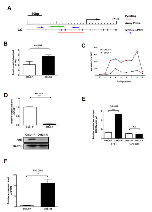 Validation of promoter methylation and FHIT expression in oral cancer cells.