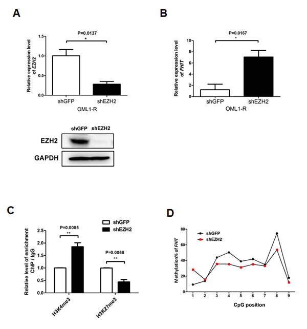 The role of EZH2 in the epigenetic silencing of