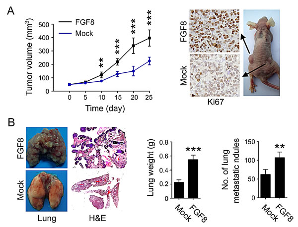 FGF8 promotes tumor growth and metastasis in mice.